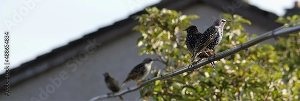 Obraz bird on a tree