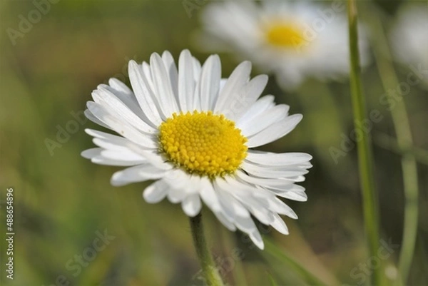 Obraz daisy flower