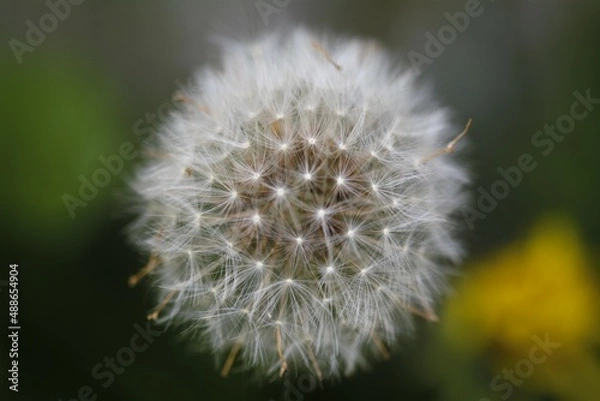 Obraz dandelion head