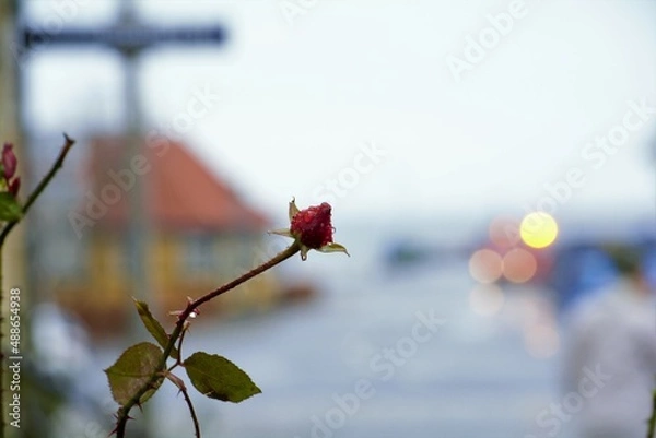 Obraz red rose on a branch
