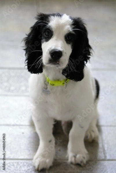 Obraz english cocker spaniel