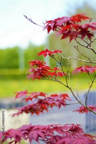 Obraz red maple leaves