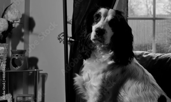 Obraz black and white dog