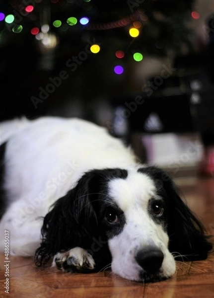 Obraz Christmas Puppy