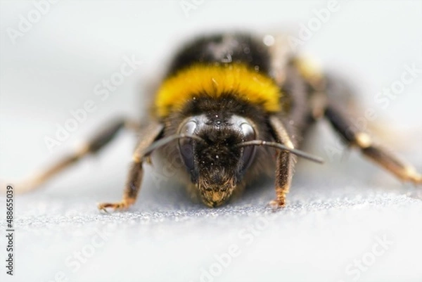 Obraz bee on white background