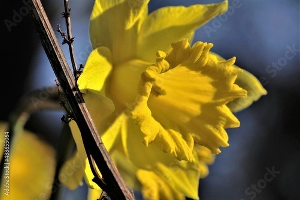 Obraz yellow daffodil flower