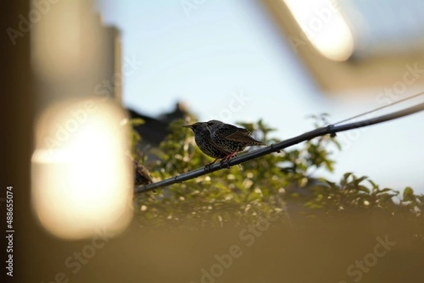 Obraz Birds on a line