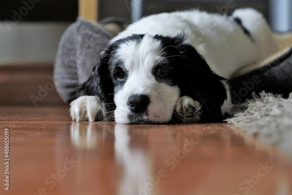 Obraz white dog sleeping