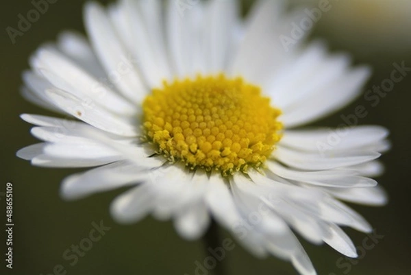Fototapeta daisy flower closeup
