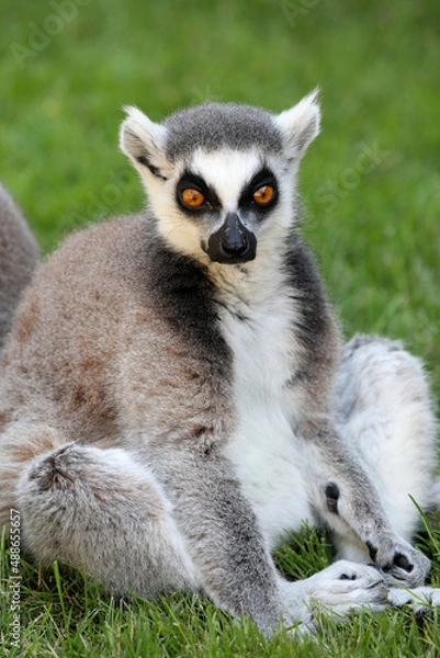 Fototapeta Ring-tailed lemur, animal photography, close up.