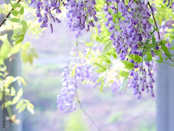 Obraz 風に揺れる藤の花