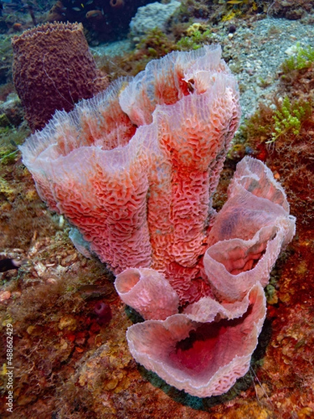 Obraz Glass Sponge in St Lucia