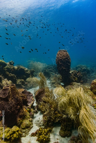 Obraz Healthy Coral Reef in St Lucia