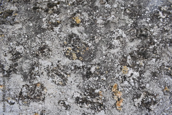 Fototapeta Líquenes