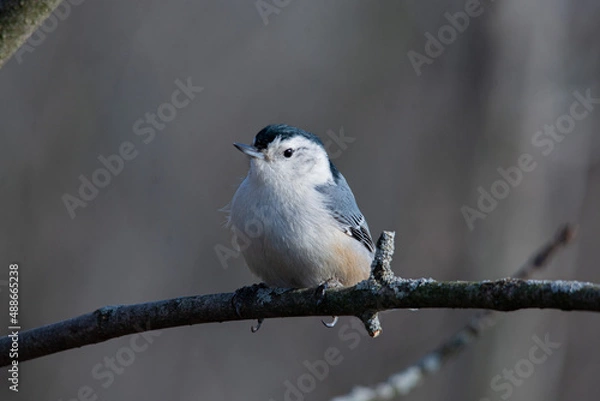Fototapeta white breasted nuthatch