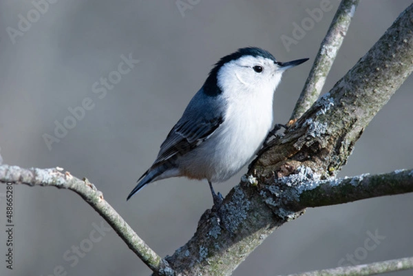 Fototapeta White-Breasted Nuthatch