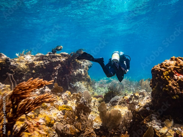 Obraz Advance Diver on the reef in St Lucia