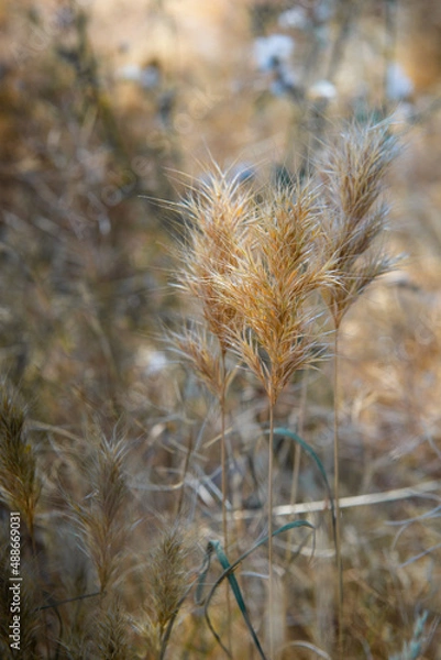 Obraz Weeds are pretty too