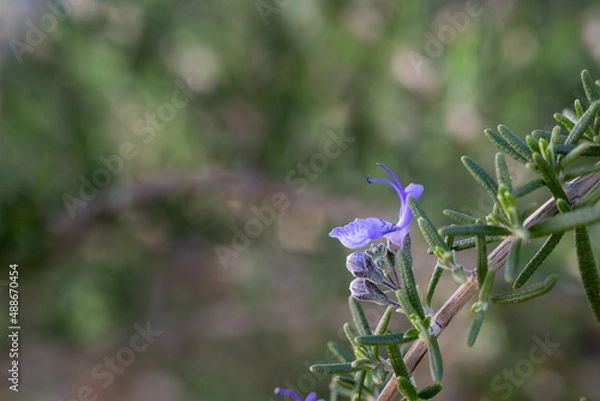 Obraz Blooming rosemary herb flower with copy space

