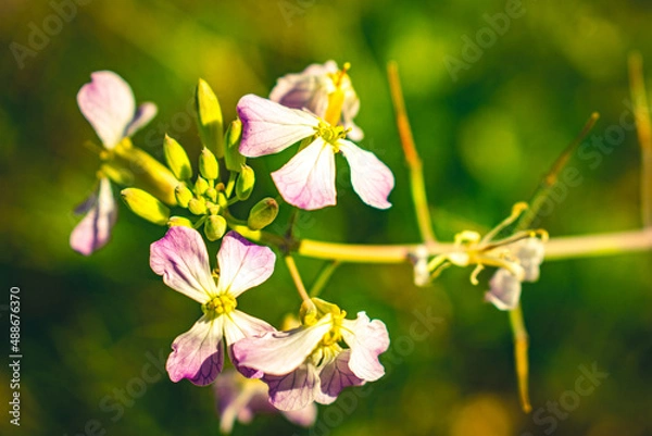 Obraz blossom flower purple 
