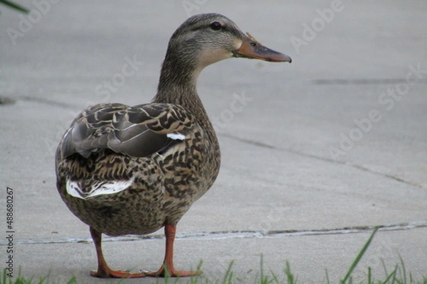 Obraz Duck
