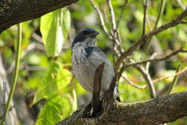 Obraz bluejay