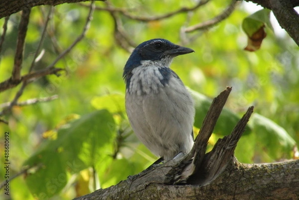 Obraz Watchful Avian
