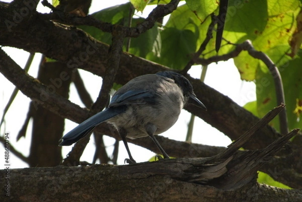 Obraz Watching the Field