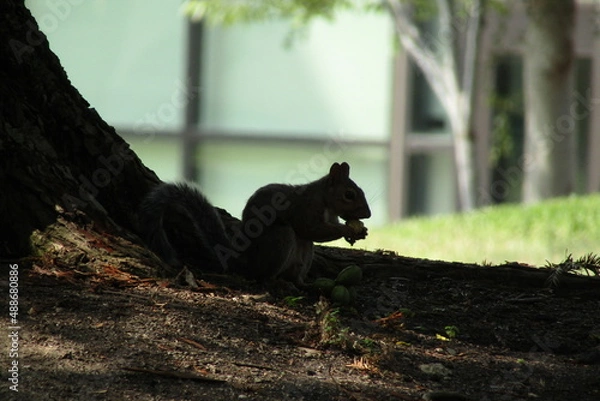 Obraz sneaking down under