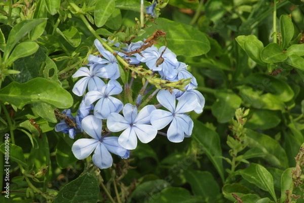 Obraz blue flowers