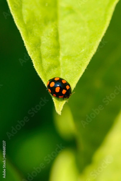 Fototapeta Ladybug on a leaf