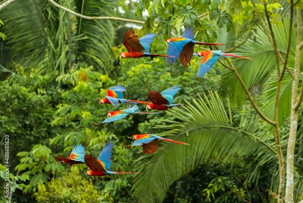 Obraz Flock of scarlet and red-and-green macaws flying in amazonas rainforest in Manu National Park/Peru close to chuncho clay lick in Tambopata