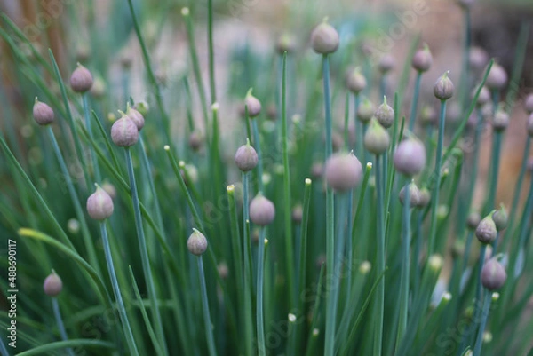 Obraz Chives Pre Bloom