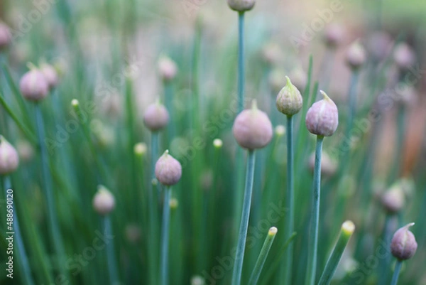 Obraz Chives Pre Bloom