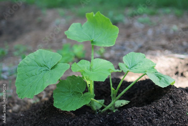 Obraz New Pumpkin Plant