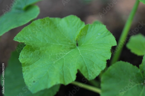 Obraz Pumpkin Leaves