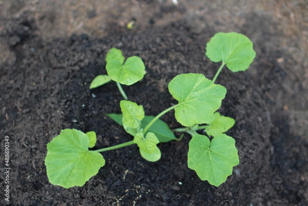 Obraz Pumpkin sprout freshly planted