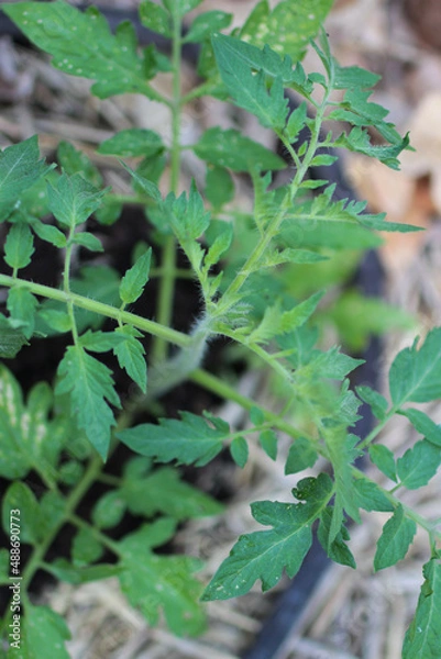 Obraz Young Tomato Plant