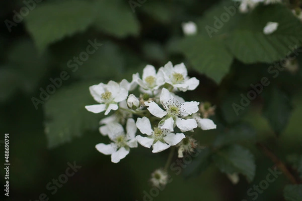 Obraz Raspberry bush flower