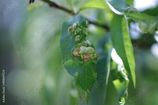 Obraz Blight on an apple tree 
