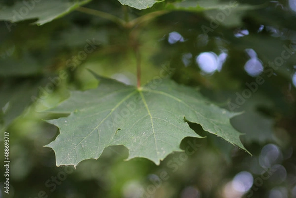 Obraz Maple Leaf Green