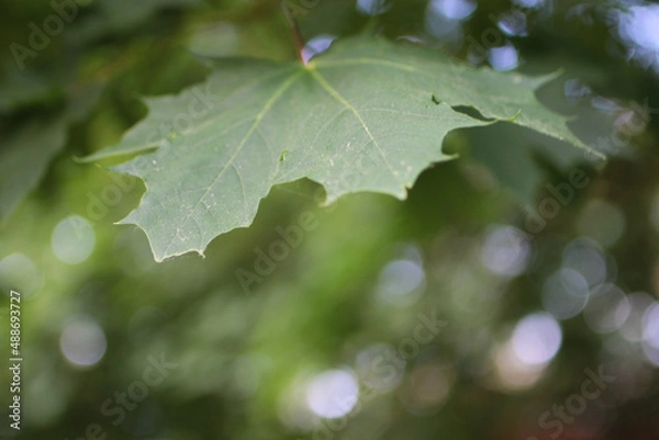 Obraz Maple Leaf Green top center