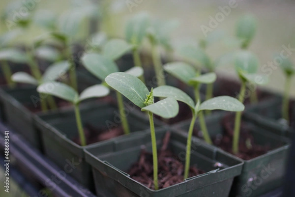 Obraz seedlings in a pot