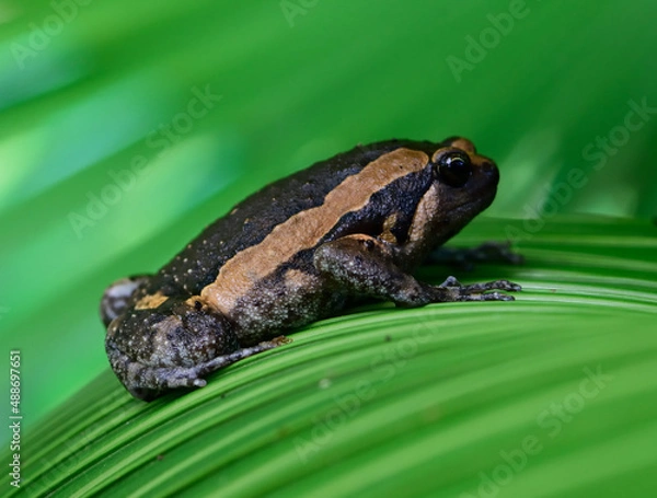 Obraz frog in the grass