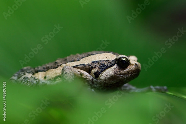 Obraz cute frog on the grass