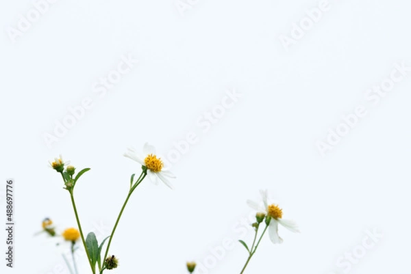Obraz isolate on white background,aster and wild dasy