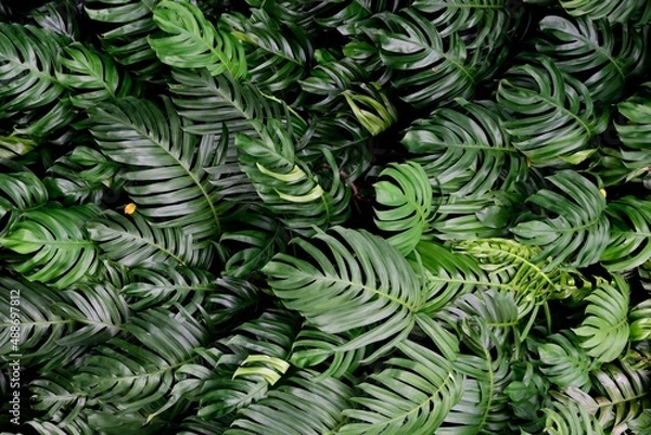 Obraz Green montrera leaves texture background