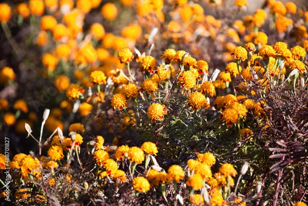 Obraz マリーゴールド