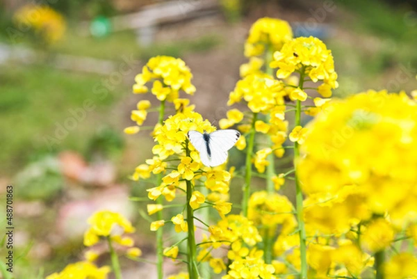 Obraz 菜の花とモンシロチョウ