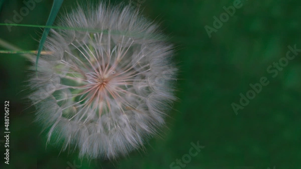 Obraz Dandelion on a green background